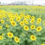 ひまわり迷路・2015夏（天童市）