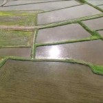 椹平の棚田・2015夏（朝日町）