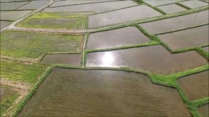 椹平の棚田・2015夏（朝日町）