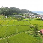 椹平の棚田・夏（朝日町）