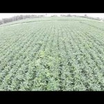 枝豆の畑（中山町）