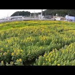 ひまわりの迷路・夏（天童市）