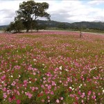 寒河江川の秋桜（寒河江市）