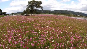 寒河江川の秋桜（寒河江市）