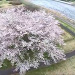 川原の一本桜（山形市）