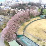 霞城の桜【い】（山形市）