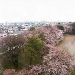 霞城の桜【ろ】（山形市）