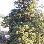 高沢の開山杉（山形市）