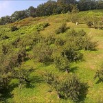 大暮山の集落（朝日町）