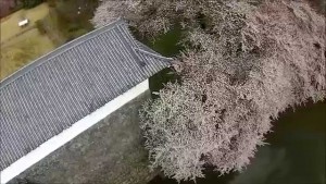 霞城の桜【は】（山形市）