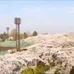 霞城の桜【に】（山形市）