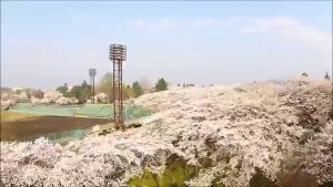 霞城の桜【に】（山形市）