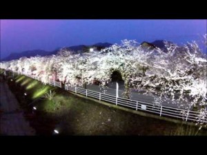 サクラライン（山形市）