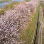 寒河江川の桜（河北町）