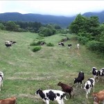 西蔵王放牧場・夏（山形市）