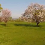 河原の桜（河北町）