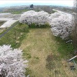 漆山さくら公園（山形市）