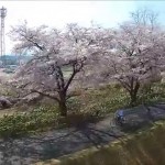 松川の桜（米沢市）