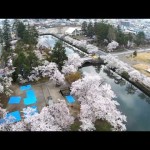 上杉桜（米沢市）