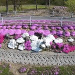 芝桜（山形市）