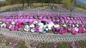 芝桜（山形市）