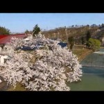 白川の桜（飯豊町）