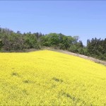 水本の菜花畑（朝日町）