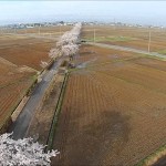屋代の桜（高畠町）