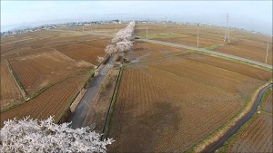 屋代の桜（高畠町）