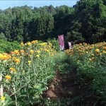 上貫津の紅花（天童市）