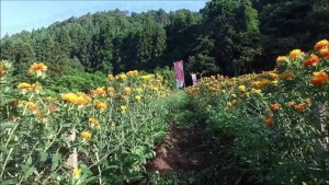 上貫津の紅花（天童市）