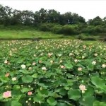 大谷蓮（朝日町）