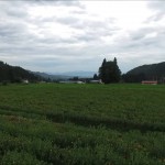 米沢トトロと紅花（米沢市）