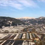 中津川の雪待桜（飯豊町）