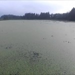 大谷地沼（村山市）