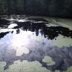 どじょう（山辺町）