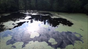 どじょう（山辺町）