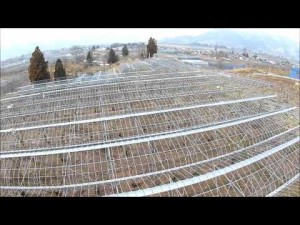 ひまわり農園（上山市）