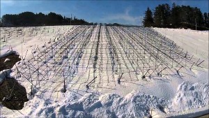 柏原ヴィンヤード・春（朝日町）
