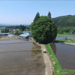 米沢のトトロ・春（米沢市）