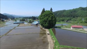 米沢のトトロ・春（米沢市）