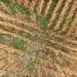 麦畑（山形市）