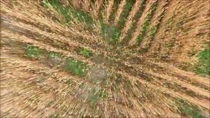 麦畑（山形市）