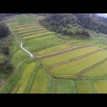 大蕨の棚田（山辺町）