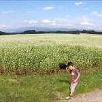 大蔵の蕎麦畑（大蔵村）