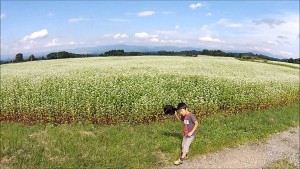 大蔵の蕎麦畑（大蔵村）