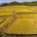 椹平の棚田・秋（朝日町）