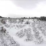 和合平・冬（朝日町）