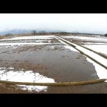 河北の鳥（河北町）