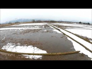 河北の鳥（河北町）